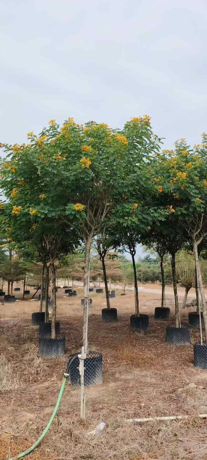 黄槐3-10分，各种规格，大量低价出售