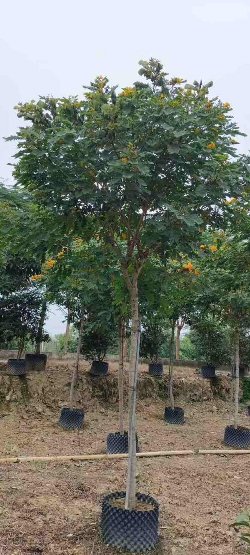 黄槐3-10分，各种规格，大量低价出售