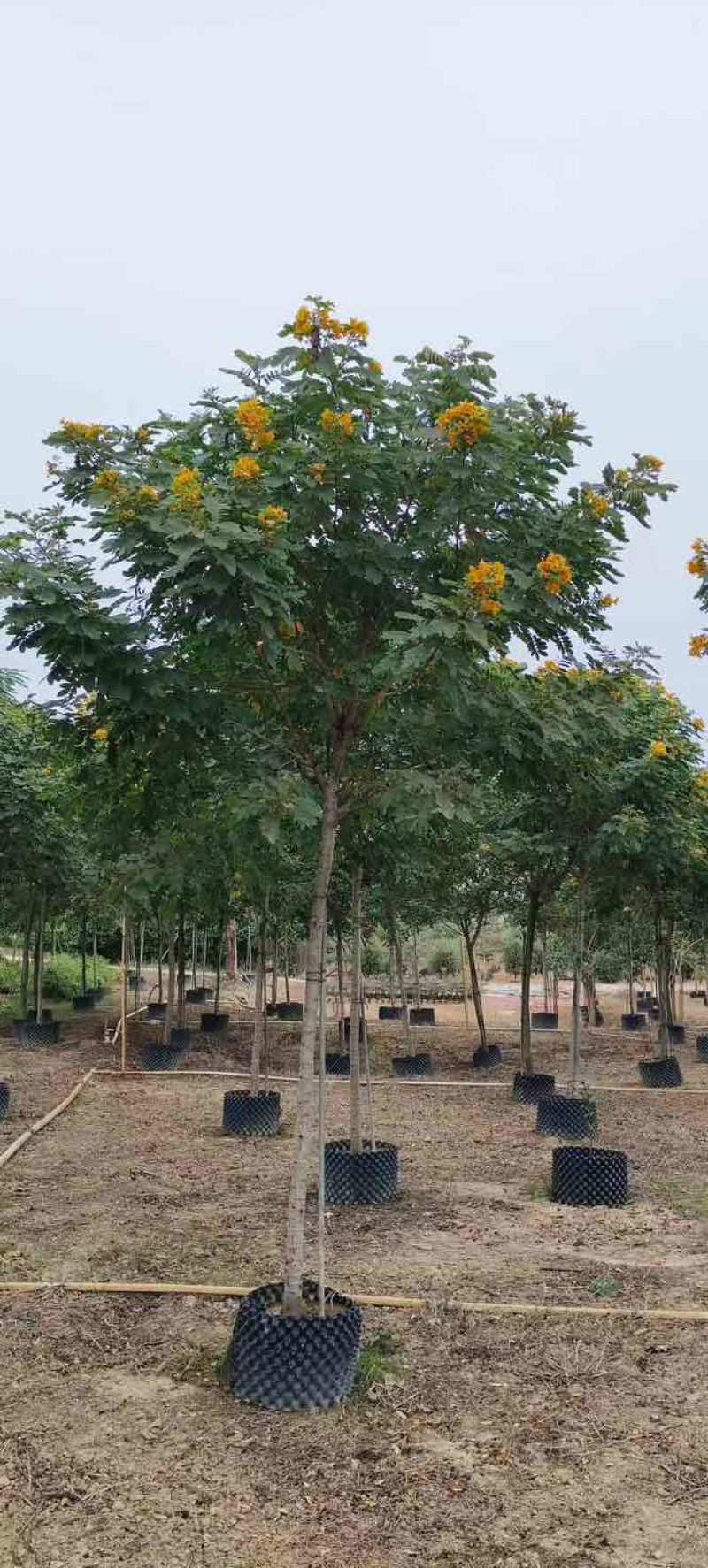 黄槐3-10分，各种规格，大量低价出售
