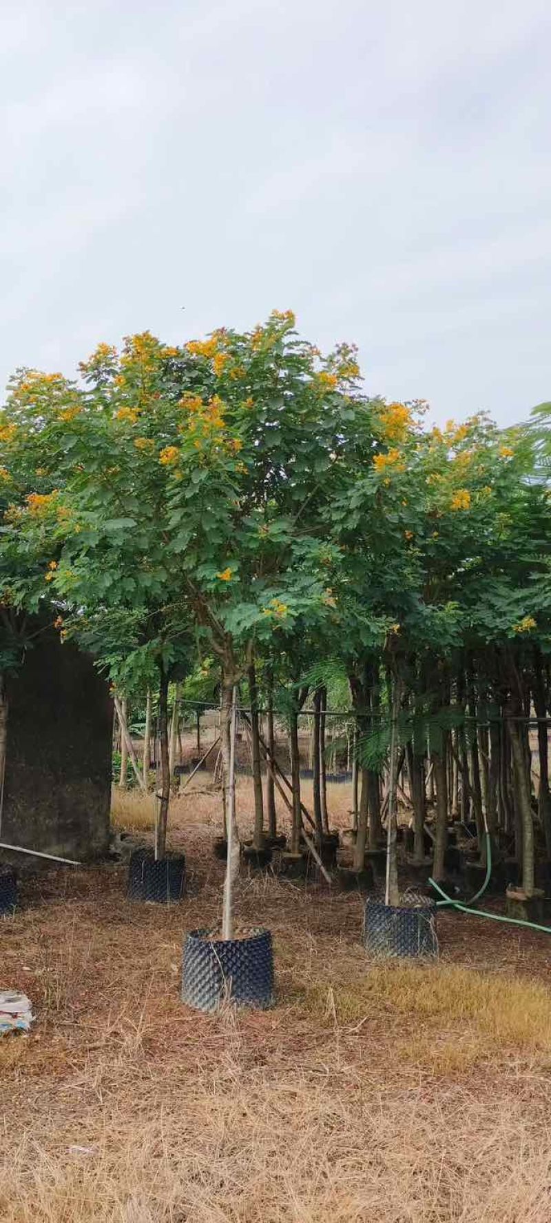 黄槐3-10分，各种规格，大量低价出售