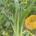 连州迟菜心