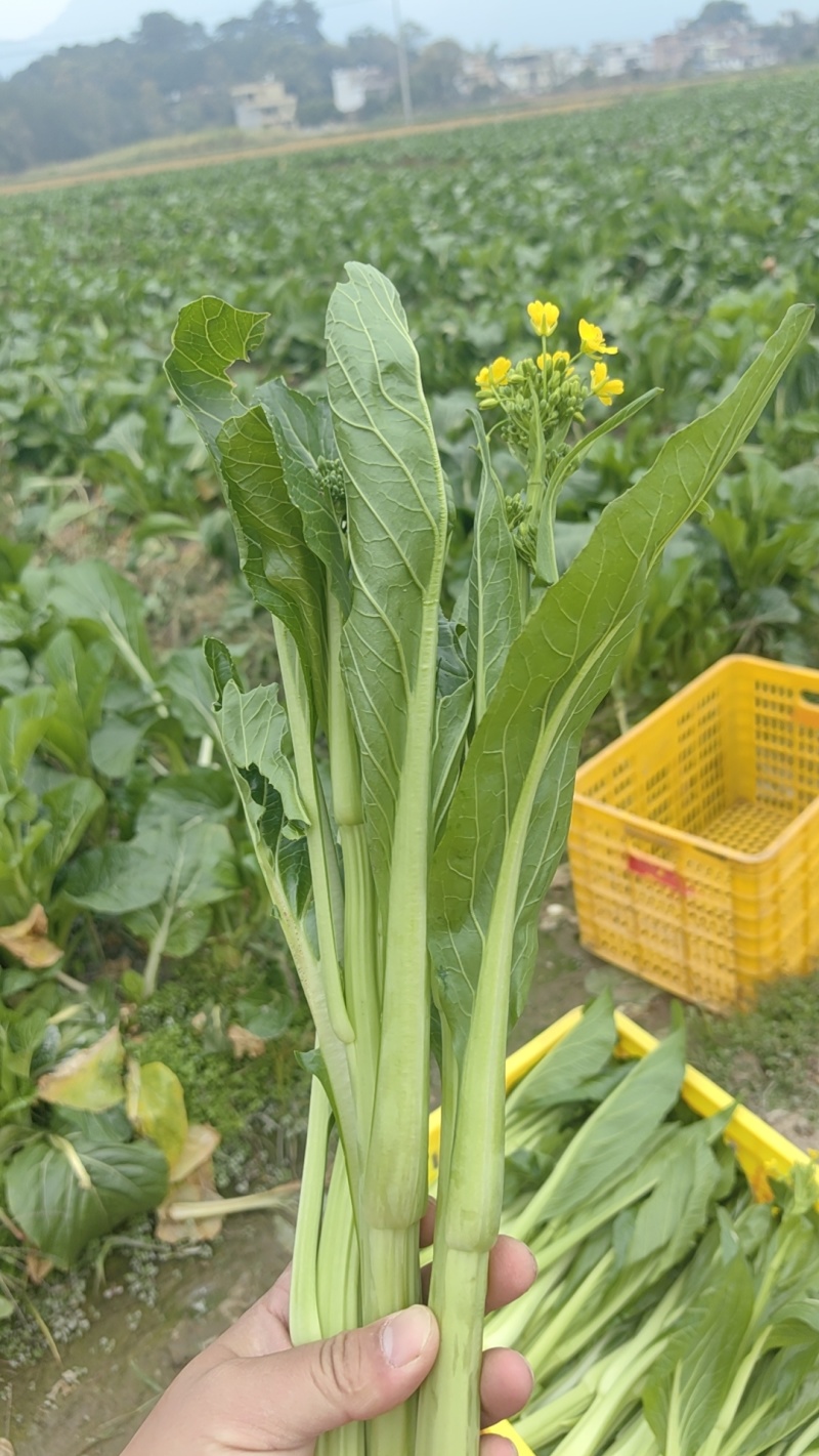 连州迟菜心