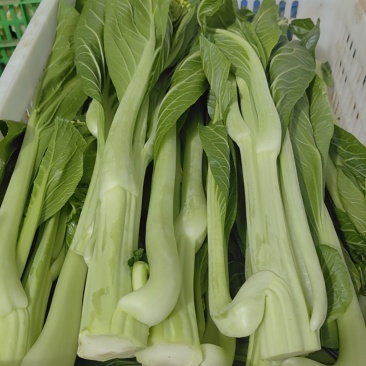 连州迟菜心