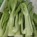 连州迟菜心