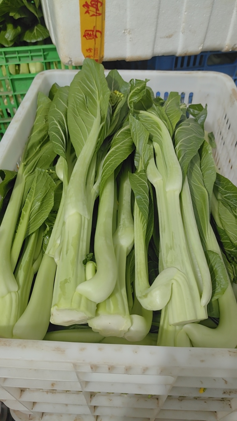 连州迟菜心