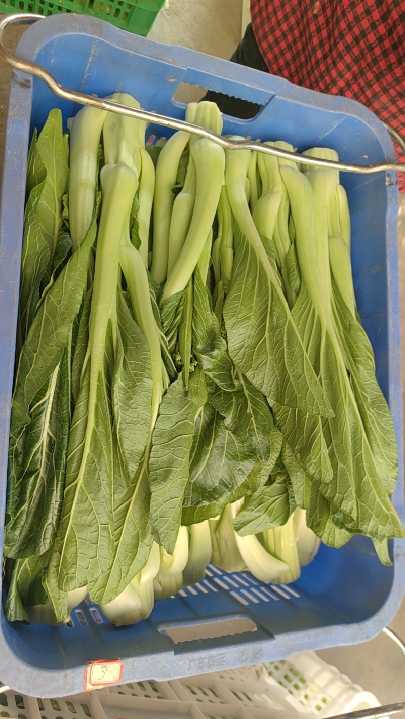 连州迟菜心