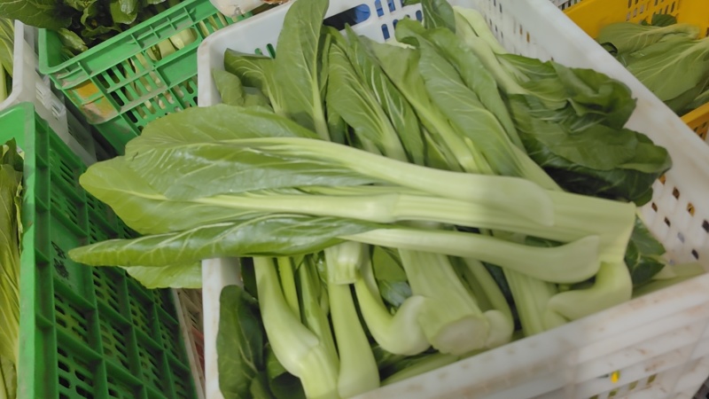 连州迟菜心