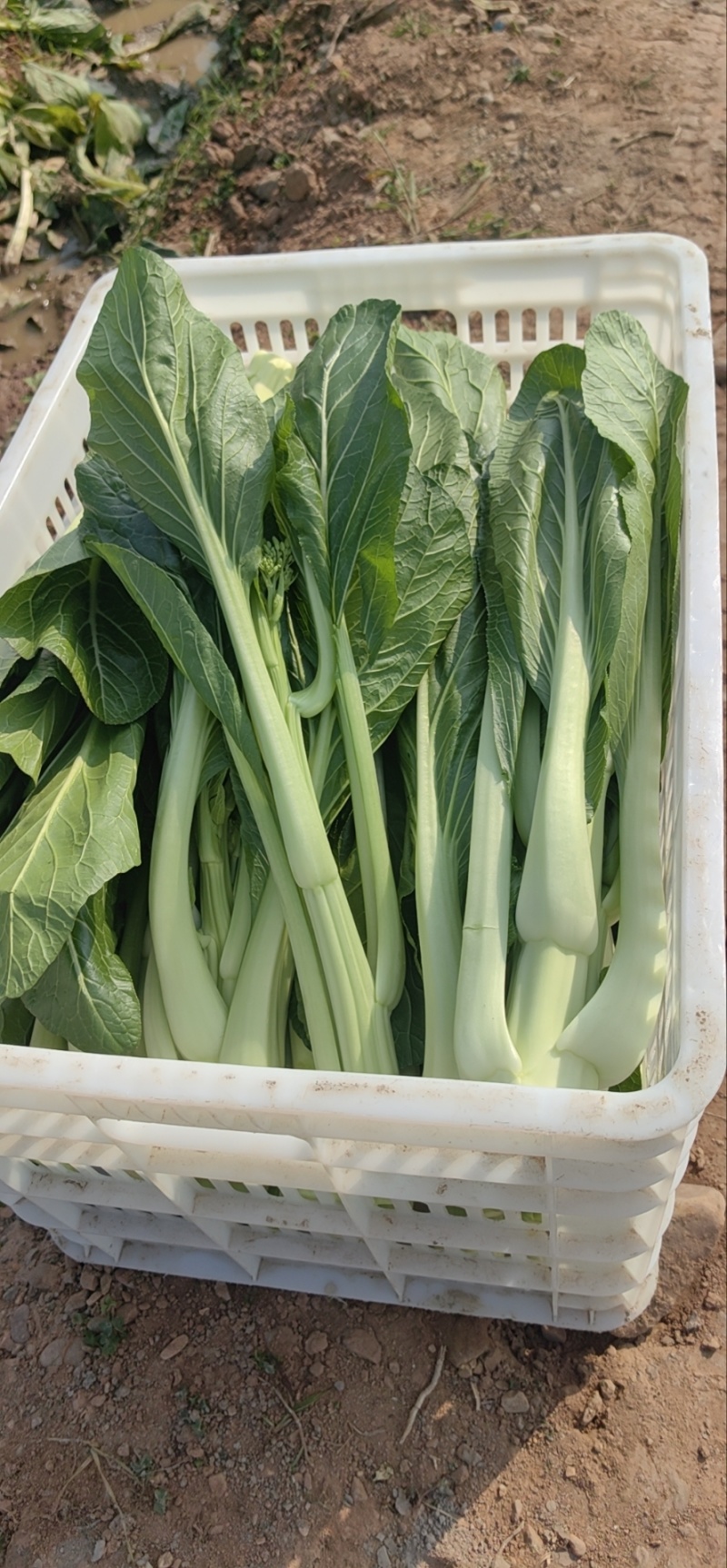连州迟菜心