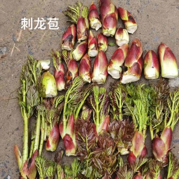 野生刺龙苞，春季开采，需要的可以预定了