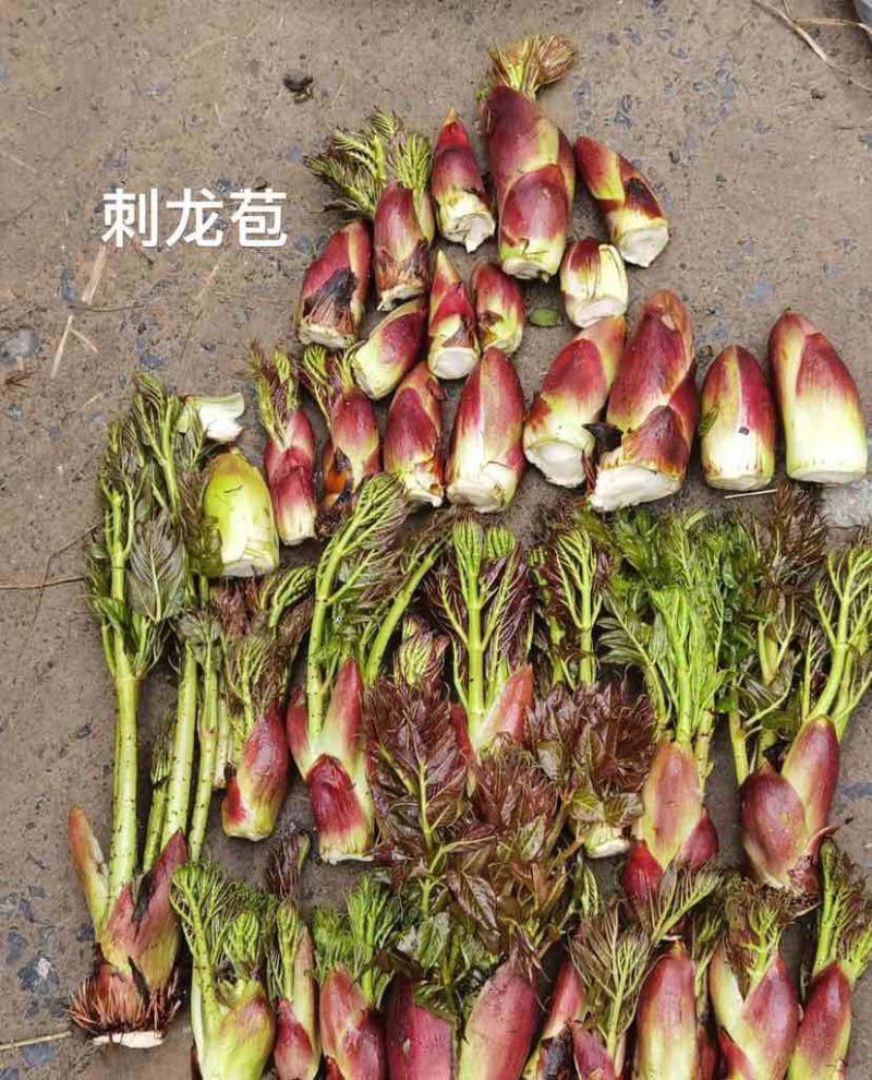 野生刺龙苞，春季开采，需要的可以预定了