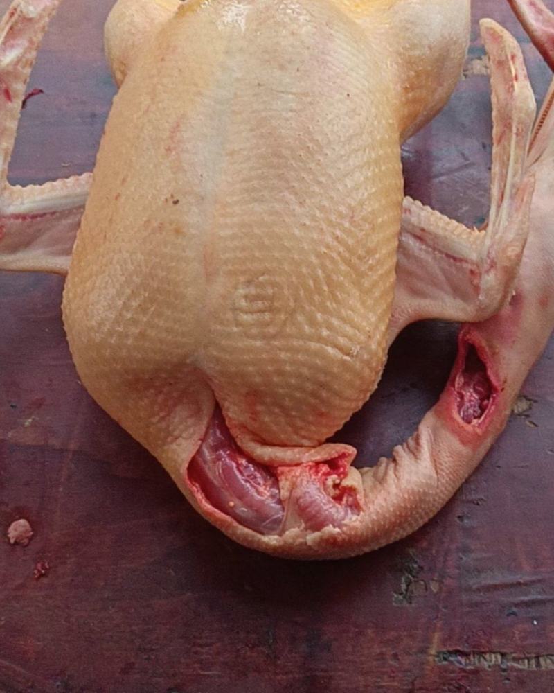 生鲜鸭子