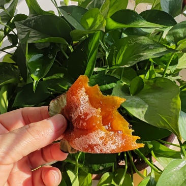 正宗农家陕西富平柿饼