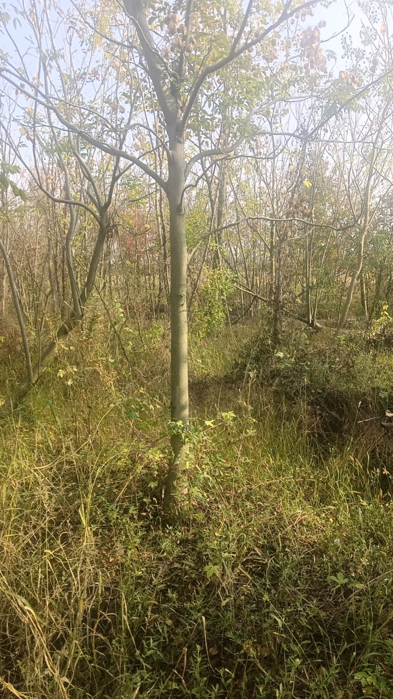 栾树