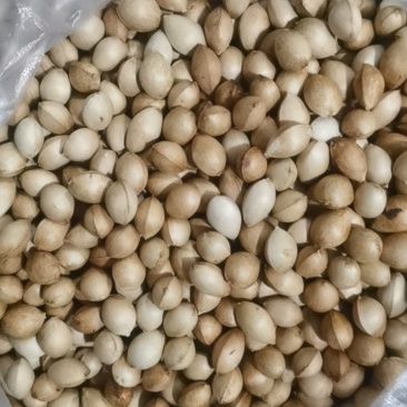 沈阳，银杏果