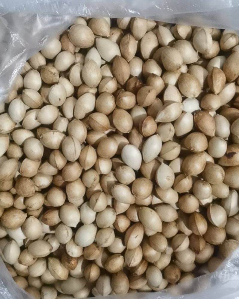 沈阳，银杏果