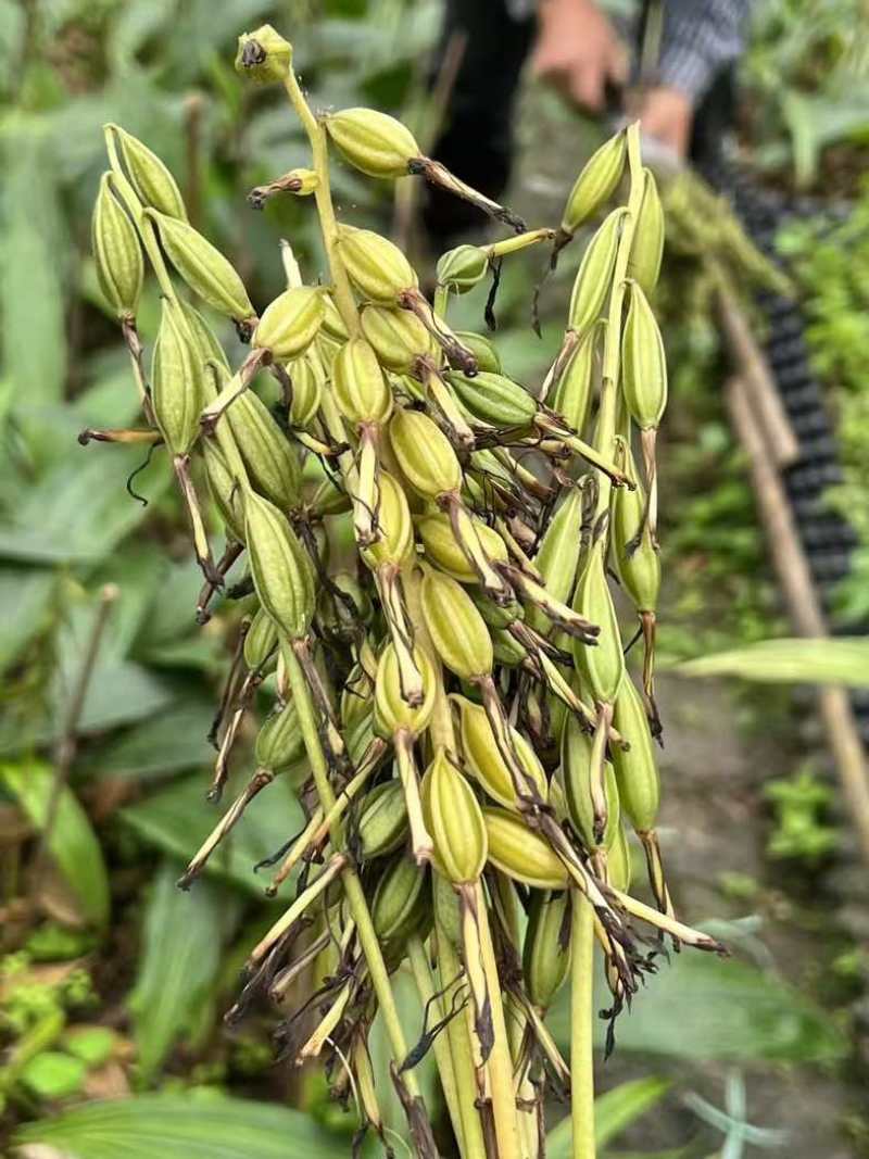 毛慈菇种子，菌种，苗子
