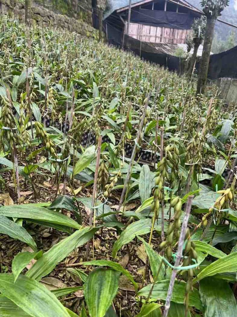 毛慈菇种子，菌种，苗子