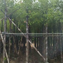 香樟3-25分，大量低价出售