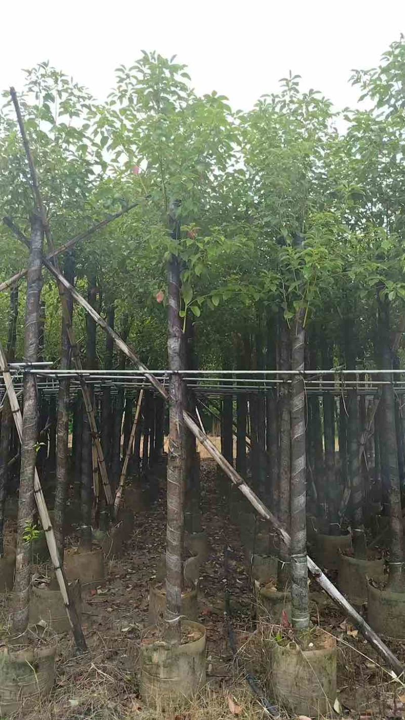 香樟3-25分，大量低价出售
