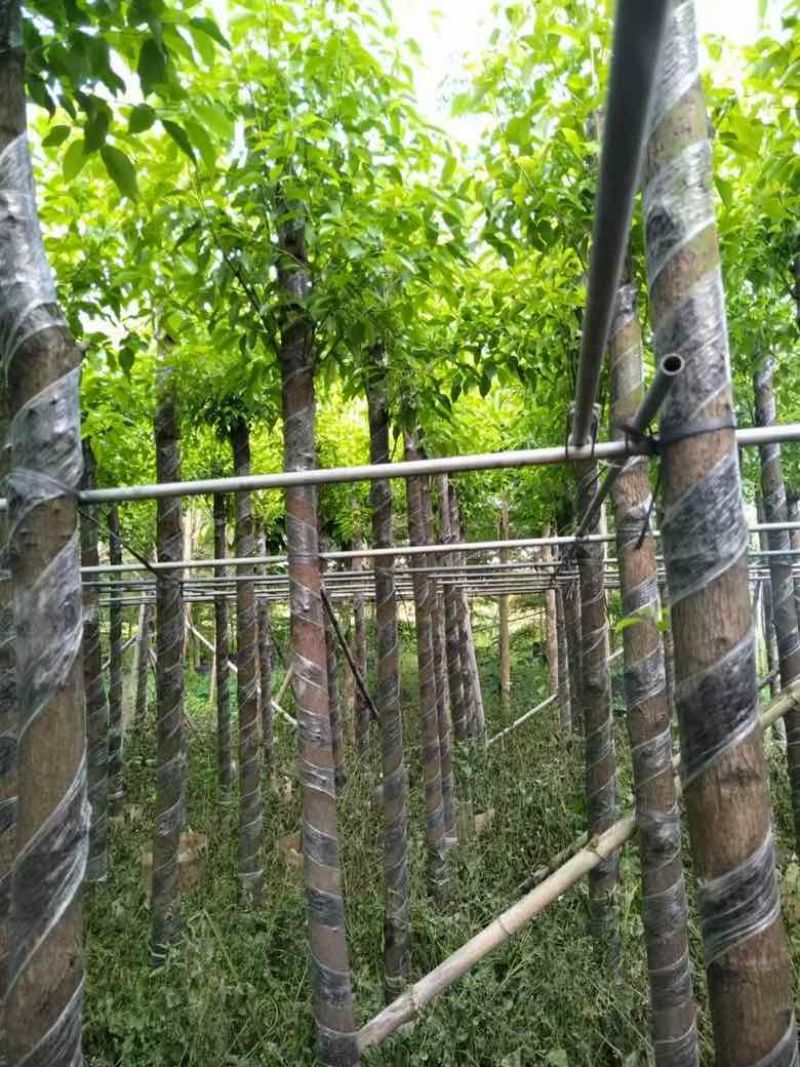 香樟3-25分，大量低价出售