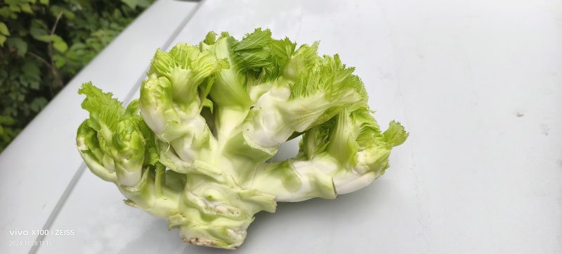 儿菜