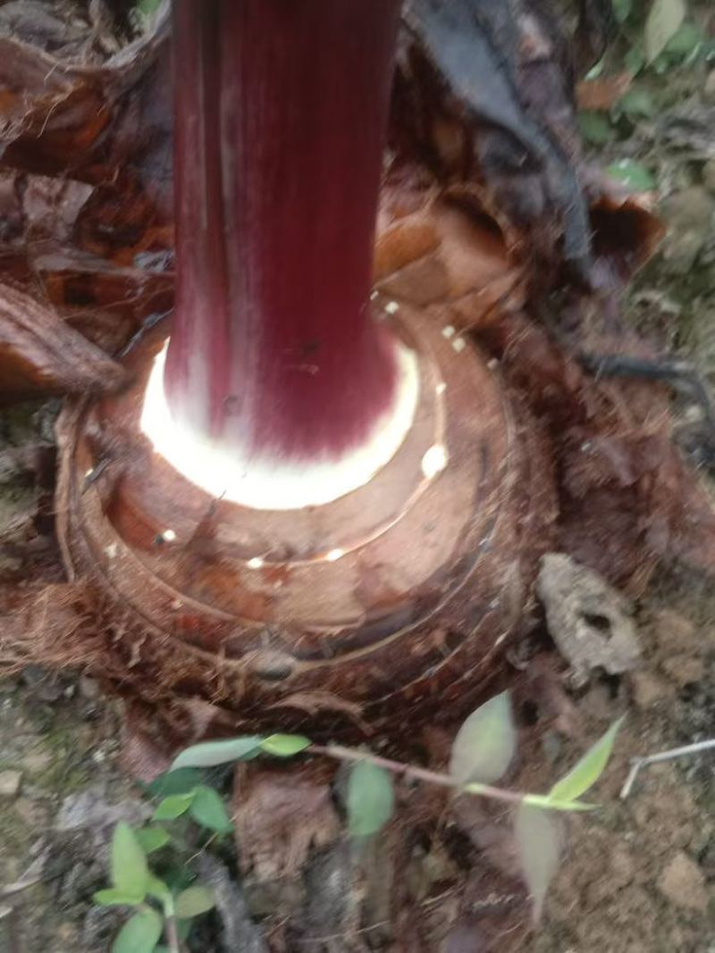 云南精品芋头，大量上市，品质佳，欢迎咨询选购
