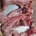 新兔肉