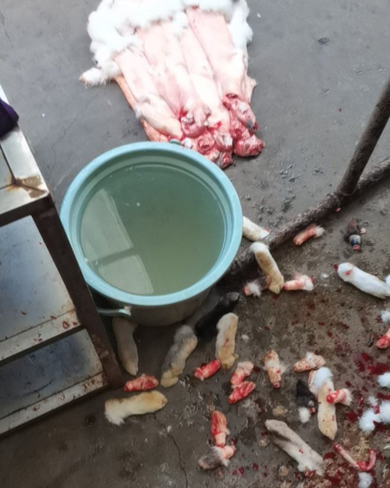 新兔肉