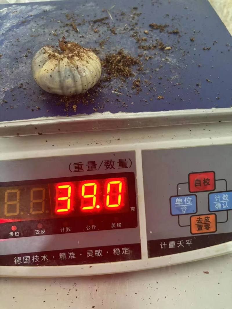 独角仙幼虫