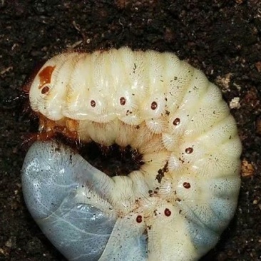 独角仙幼虫