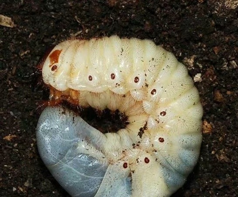 独角仙幼虫