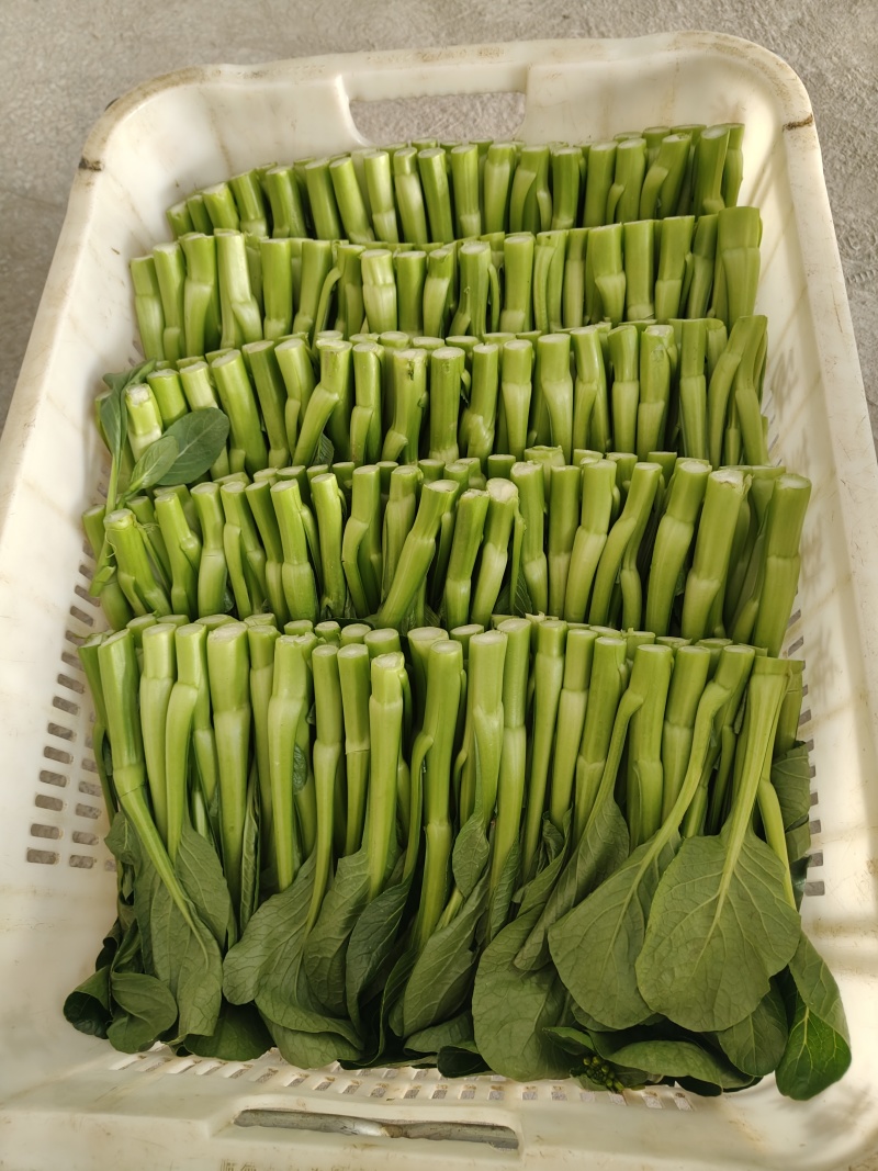 广东菜心