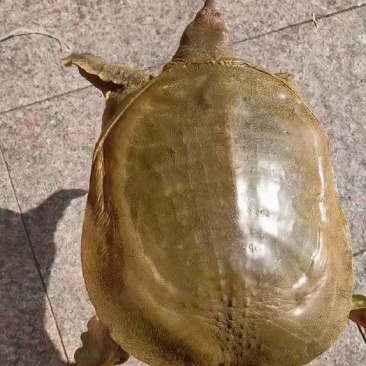 【产地直供】黄沙鳖甲鱼