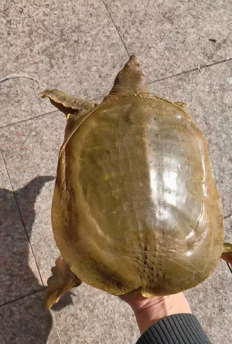 【产地直供】黄沙鳖甲鱼