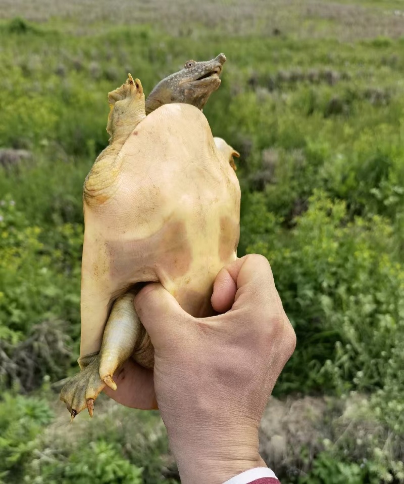 【产地直供】黄沙鳖甲鱼