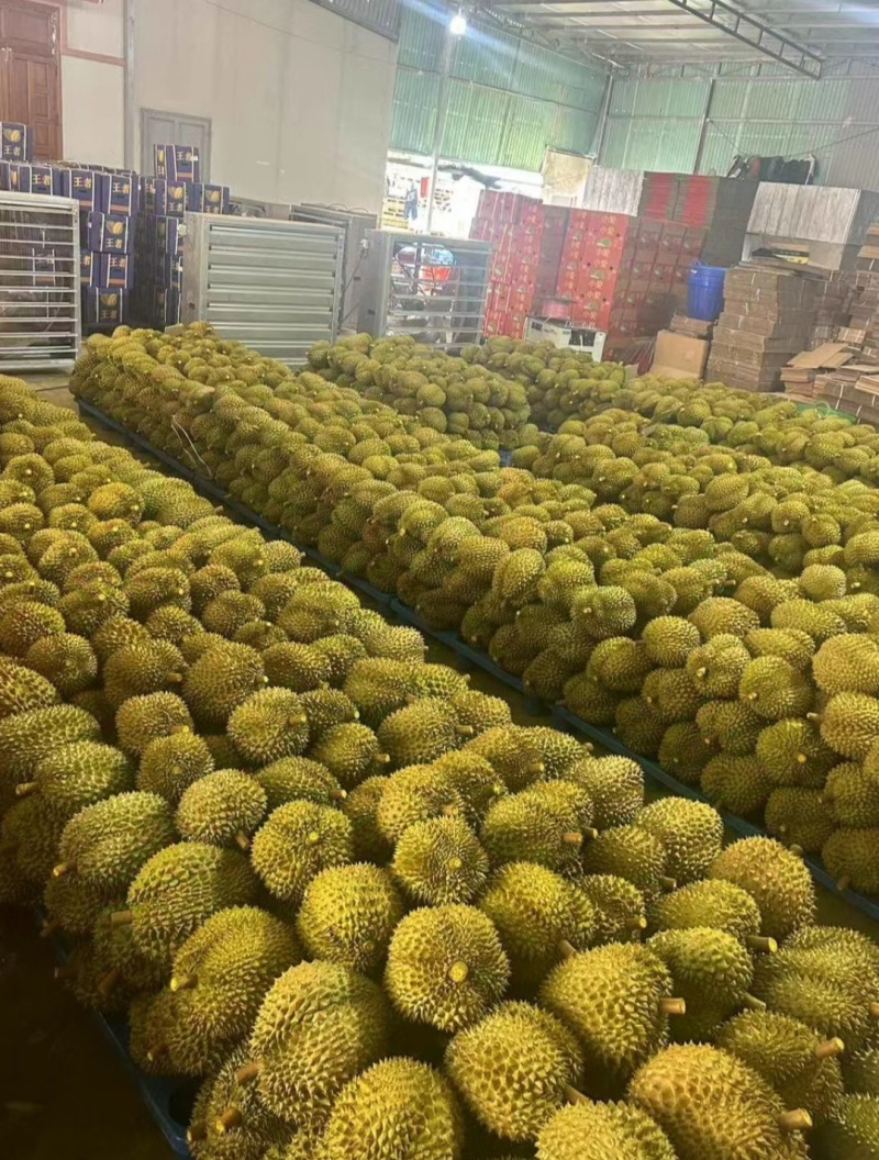 榴莲一手货源批发