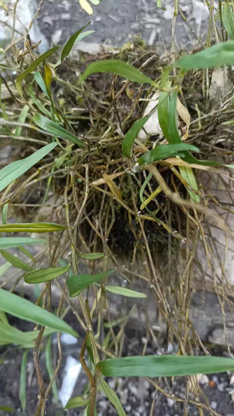 野生细叶石斛，需要的可以联系
