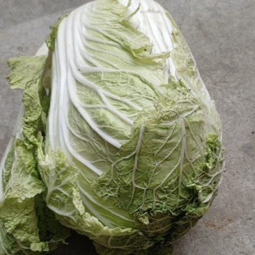 大白菜