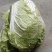 大白菜