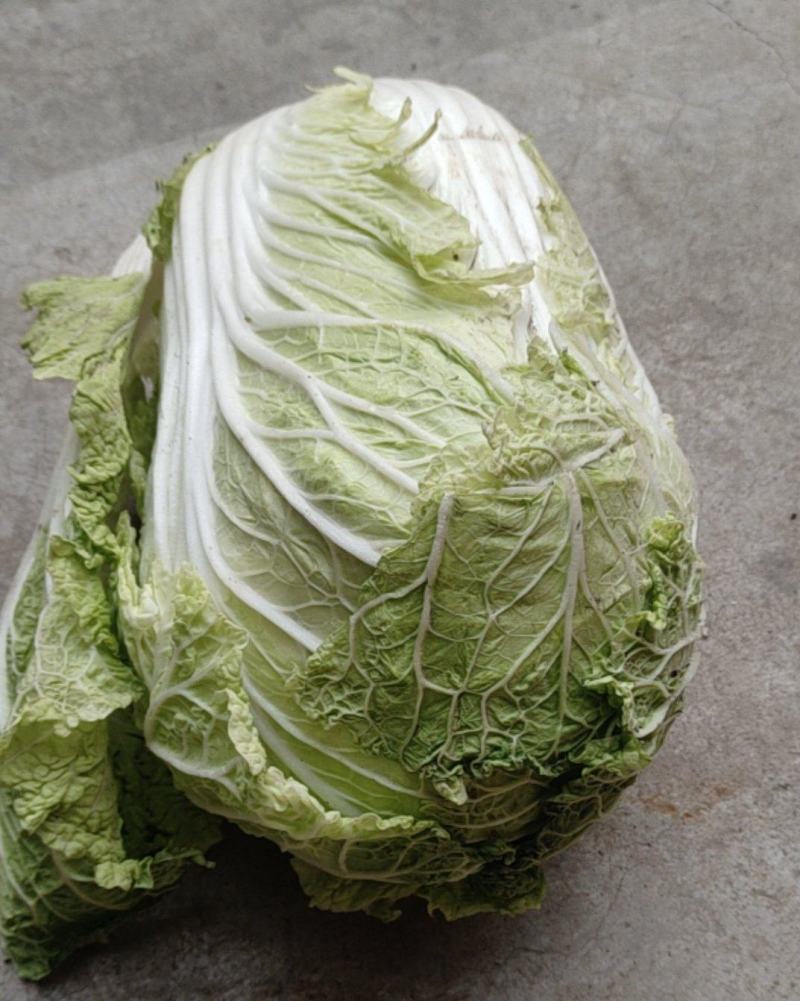大白菜