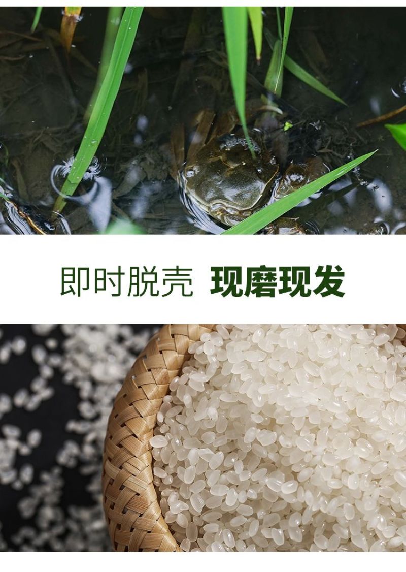 盘锦蟹田大米粳米圆粒批发