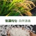 盘锦蟹田大米粳米圆粒批发
