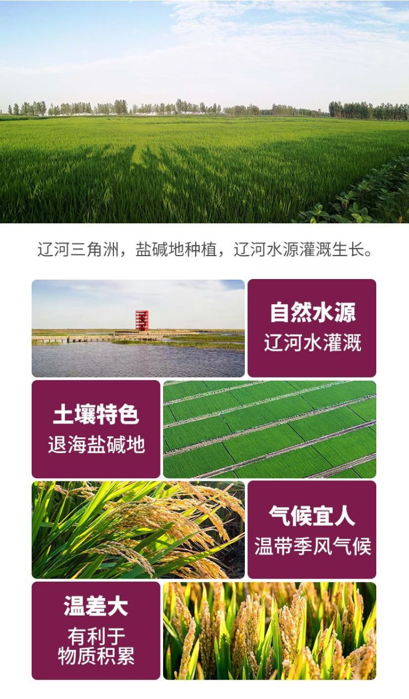盘锦蟹田大米粳米圆粒批发