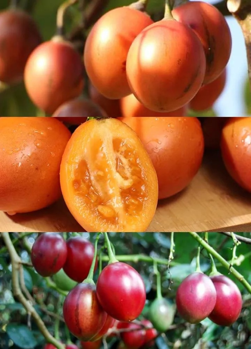 云南保山大树番茄，大量上市