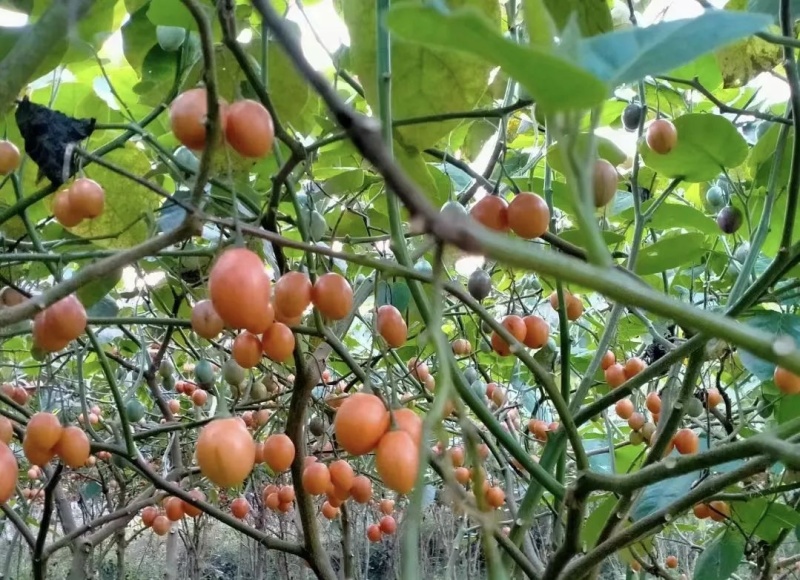 云南保山大树番茄，大量上市