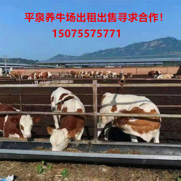 大型养牛场出售