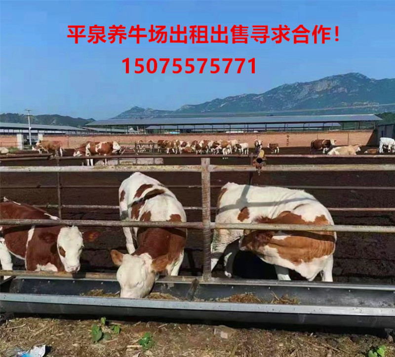 大型养牛场出售