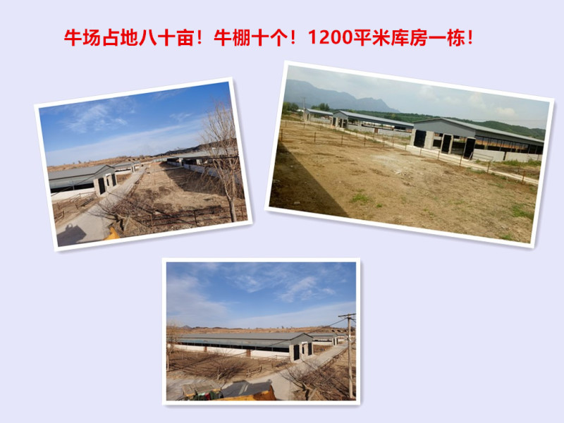 大型养牛场出售