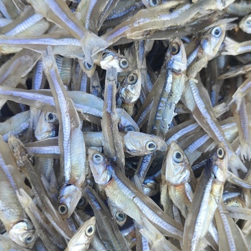 公干鱼，现货
