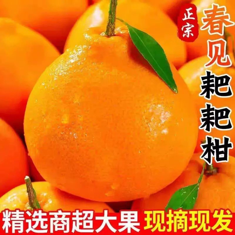 正宗春见耙耙柑，一件代发，商超品质坏果包赔